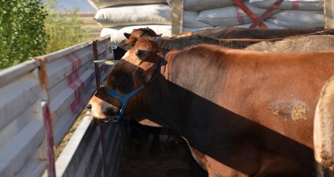 1 Tonu Bulan Kurbanlıklar Sahipleri İçin Yola Çıktı