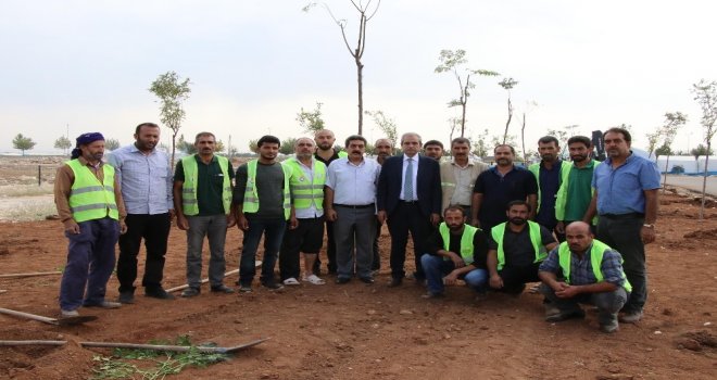 Haliliyede 158 Bin Ağaç Toprakla Buluşturuldu