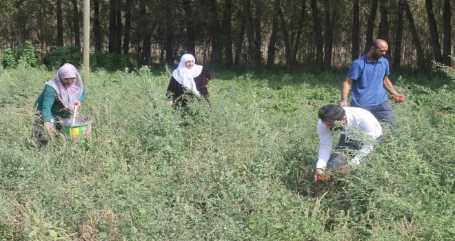 Çiftçiler Yılın Son Hasadını Topluyor