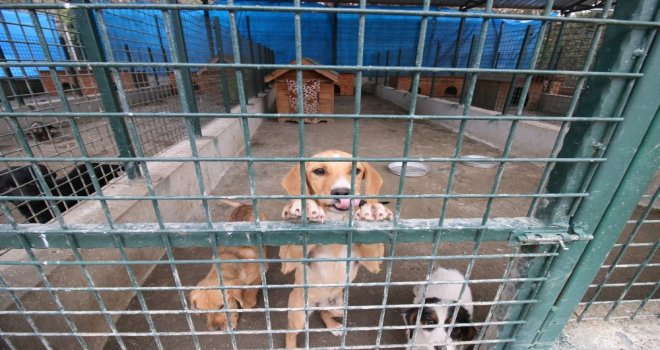 Sokak Köpekleri Sahipsiz Değil