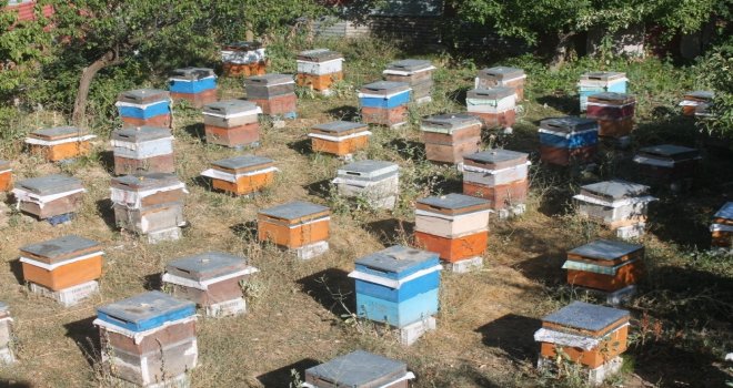 Bayburtlu Arıcıların “Ballı” Mesaisi