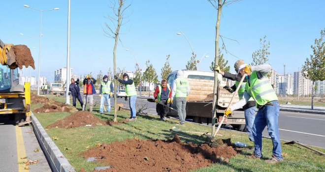 Büyükşehir 220 günde 5 bin ağaç dikti