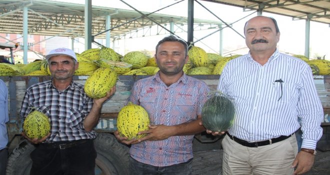 Çankırıda Kavun Üretimi Yüzleri Güldürdü