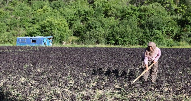 (Özel) Mor Reyhan Üreticinin Yüzünü Güldürüyor