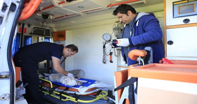 Kurban Bayramında Sokak Hayvanlarına 7/24 Hizmet Verilecek