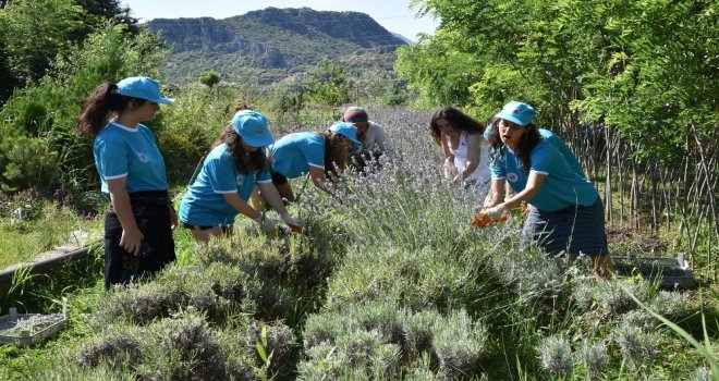 Öğrenciler Lavanta Kesti, Barınak Temizledi