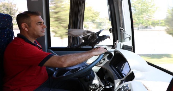 Bu Halk Otobüsünün Muavini Güvercin