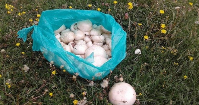 Çıldırda Mantar Bolluğu