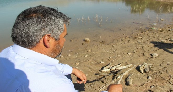 Avlamak İstedikleri Balıkları Karada Buldular