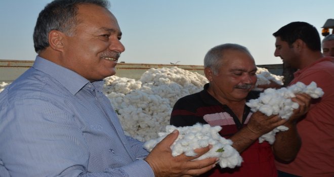 Türkiyenin Pamuk Ambarı Sökede İlk Pamuk Hasadı Yapıldı