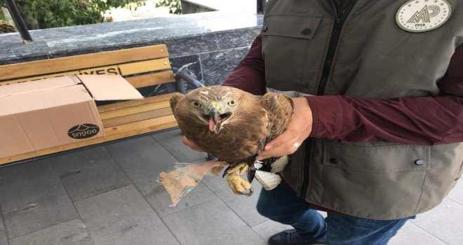 Jandarmanın Yaralı Bulduğu Şahin Tedavi Altına Alındı