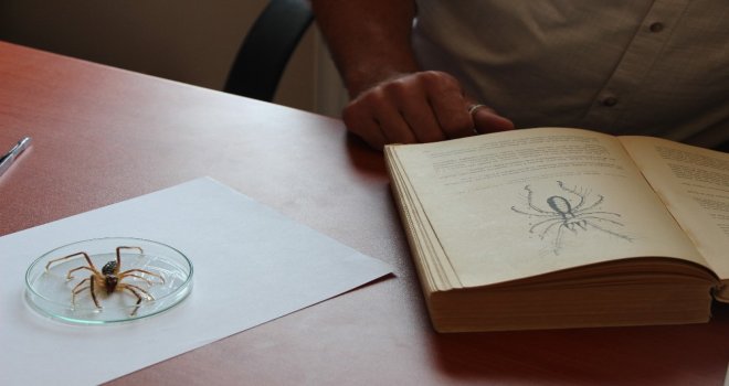 Sarı Kız Zararlı Değil Yararlı