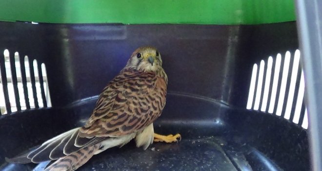 Kerkenez Kuşu Koruma Altına Alındı