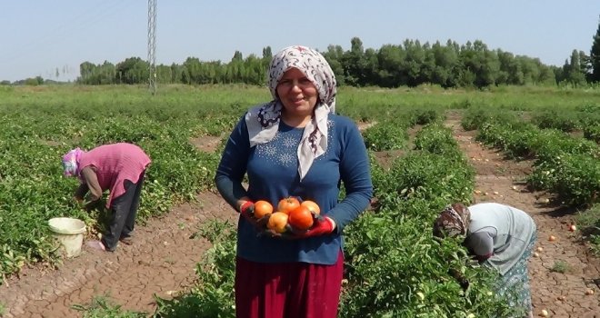 Iğdırda Süper Domates Hasadı Başladı