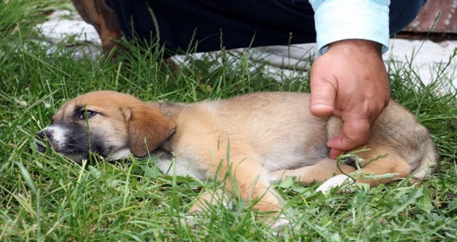 Sürücünün Çarpıp Kaçtığı Yavru Köpeğe Şefkat Eli