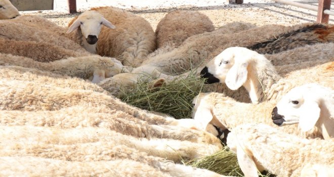 Celeplerin Umudu Arefe Gününe Kaldı