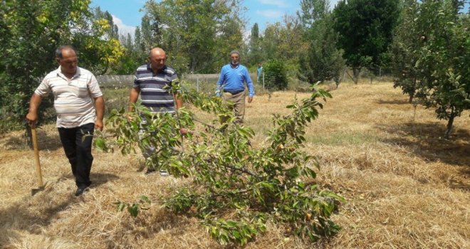 Susuzluktan Kuruyan Ağaçlarını Kesiyorlar