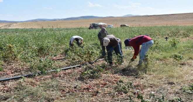Bir Asırlık Kılıçlar Soğanının Hasadı Başladı