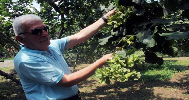 Giresun Keşap Fındık Üreticileri Birliği Başkanı Şahin: Serbest Piyasada Fındık Fiyatlarının 10 İla 12 Tl Arasında Olacağını Düşünüyoruz