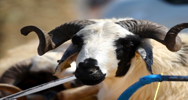 Düzceliler Kızılaya 252 Kurban Bağışı Yaptı