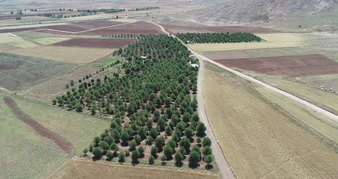 (Özel) Aç Ayılar Vişne Bahçesini Talan Etti