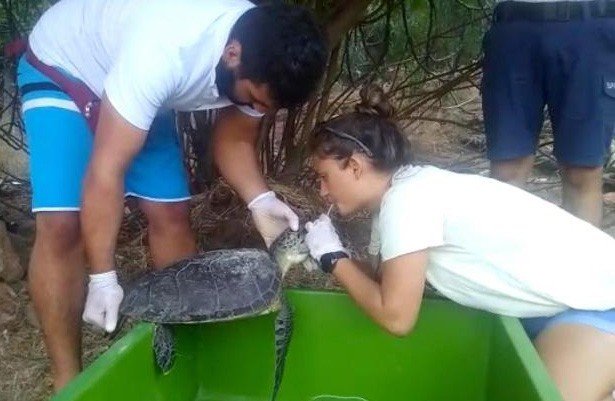 Fethiyede Yaralı Yeşil Deniz Kaplumbağası Kurtarıldı