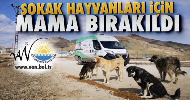 BÜYÜKŞEHİR SOKAK HAYVANLARINI UNUTMUYOR