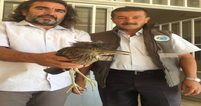 Yaralı Balan Kuşu Tedavi Altına Alındı