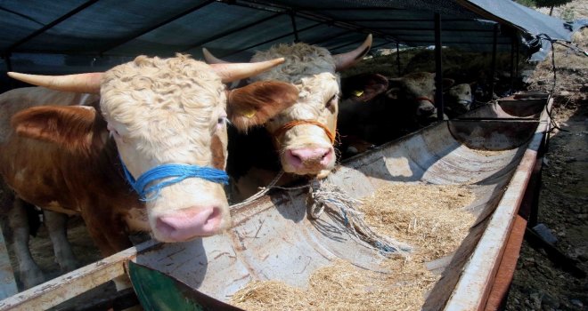 Bayraklı Belediyesi Kurban Bayramına Hazır