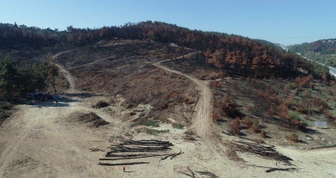 (Özel Haber) Bursada Lüks Villaların Yanında Küle Dönen Ciğerleri Yeniden Yeşeriyor