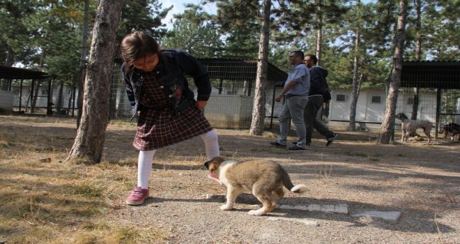 Çorumda Dünya Hayvanları Koruma Günü Etkinlikleri