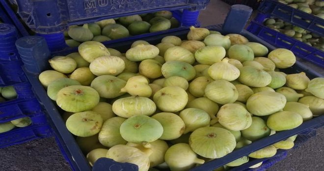 İncir Üreticisini Güldürüyor