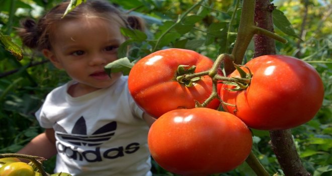 Domatesler Büyüklüğü Ve Lezzetiyle Şaşırtıyor