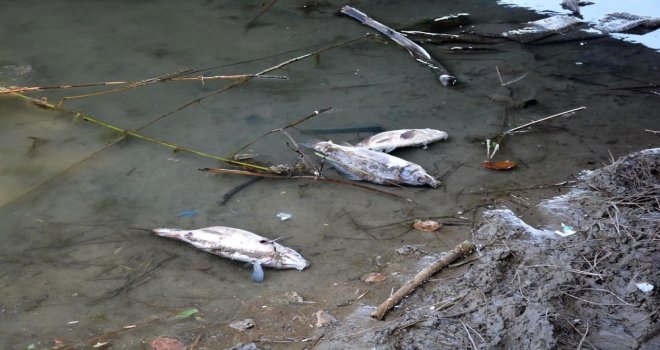 Sinop Sarıkum Göletinde Balık Ölümleri