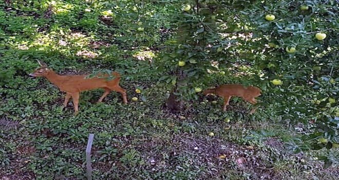 Fatsada Aç Kalan Ceylanlar Şehir Merkezine İndi