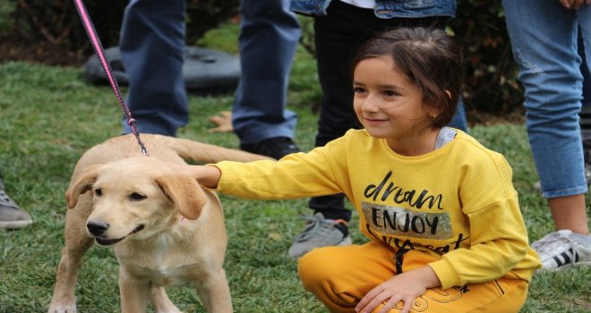 Barınaktaki Yavru Köpekler Yeni Yuvalarına Kavuştu