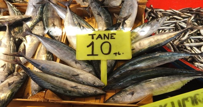 Bandırma Körfezinden Bereket Fışkırdı, Palamutun Tanesi 10 Liraya Düştü