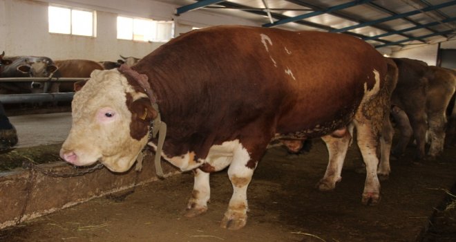 Erzurumda Araba Fiyatına Kurbanlık