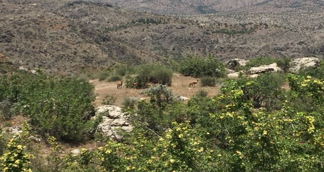 Dağ Keçileri Yavrularıyla Birlikte Görüntülendi