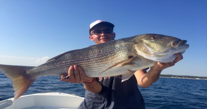 Saros Körfezinde Dev Sinarit Balığı