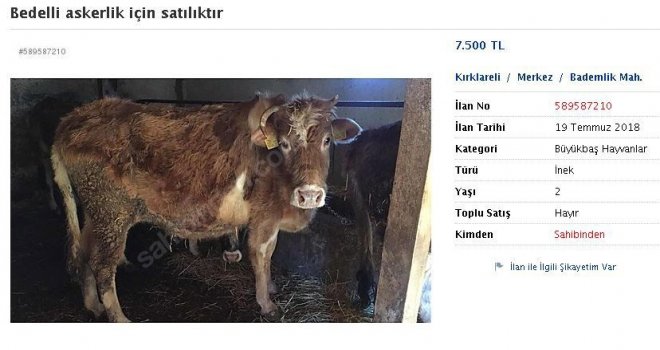 Bedelli Askerlik İçin İneğini Satıyor