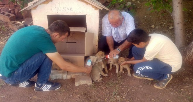 Ölüme Terk Edilen Köpek Yavrularına Gözü Gibi Bakıyorlar