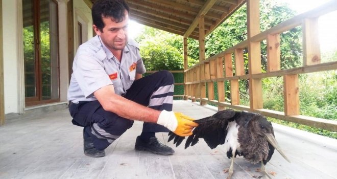 Hasta Balıkçıl Kuşuna İtfaiye Sahip Çıktı