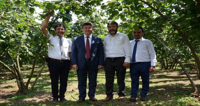 Gübretaş Model Bahçe Uygulamasında Rekor Fındık