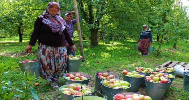 Amasyalılar 2 Bin Yıldır Elma Yetiştiriyor