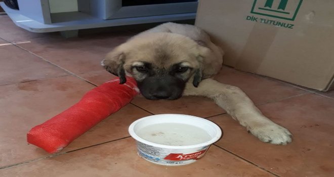 Yavru Köpek Ezilmekten Son Anda Kurtuldu