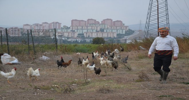 (Özel) Bu Tavuklar Kene Düşmanı