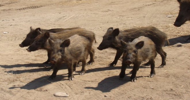 Bozdoğanda Zirai Amaçlı Domuz Avı Yarın Başlıyor