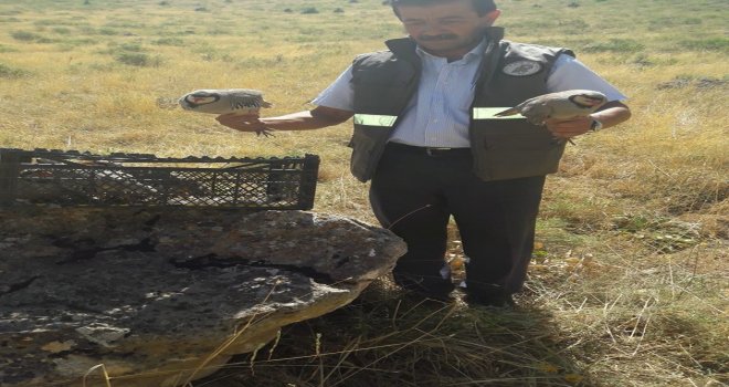 Gevaşta Kaçak Avlanan 8 Kınalı Keklik  Ele Geçirildi