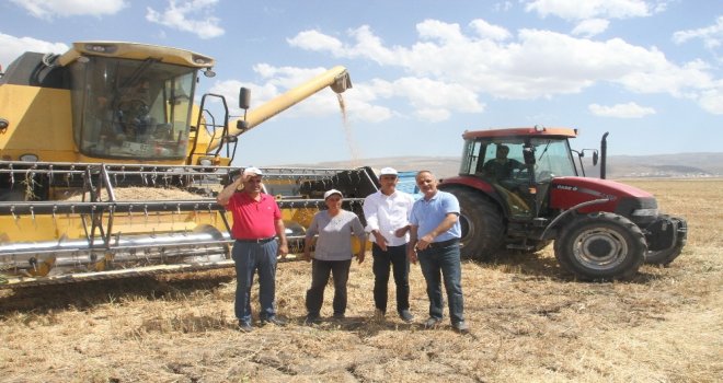 Malazgirtte Nohut Hasadı Başladı